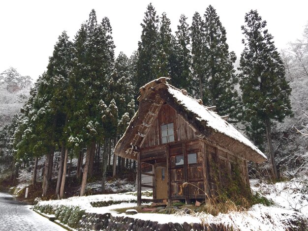 Des arbres couverts de neige dans la forêt contre le ciel