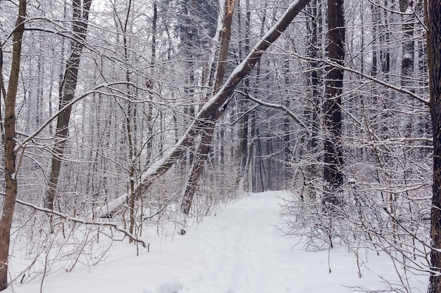 Arbres Couverts De Neige Dans Une Forêt Enneigée Avec Sentier Au Centre