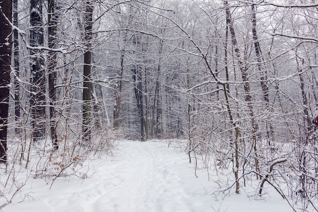 Arbres couverts de neige dans une forêt enneigée avec sentier au centre