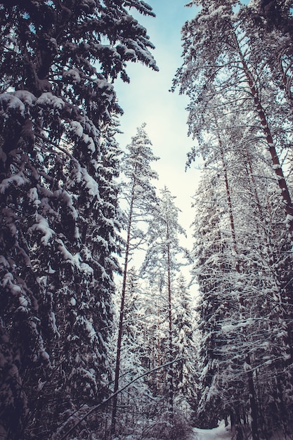 Arbres couverts de neige dans la forêt d'hiver au crépuscule