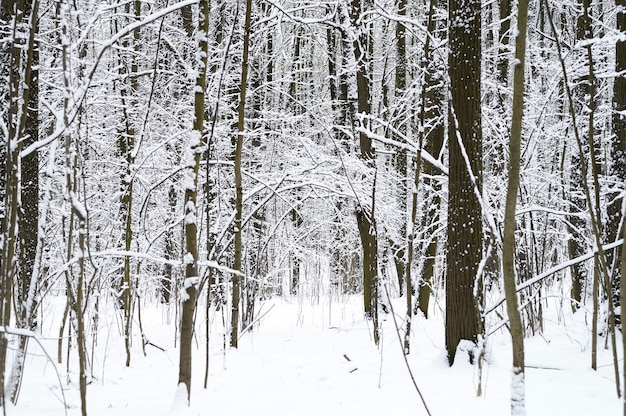 Arbres couverts de neige dans la forêt d'hiver enneigée