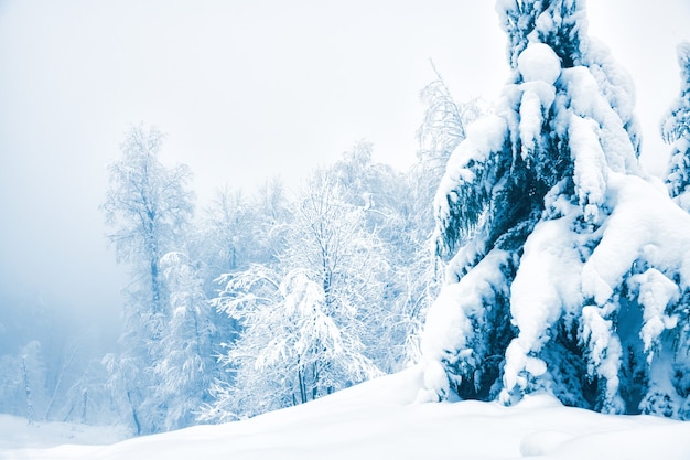 Arbres couverts de neige dans la forêt d'hiver en journée brumeuse. Beau paysage d'hiver.