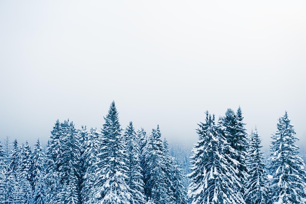 Arbres couverts de neige dans la forêt d'hiver en journée brumeuse. Dolomites, Italie. Beau paysage d'hiver