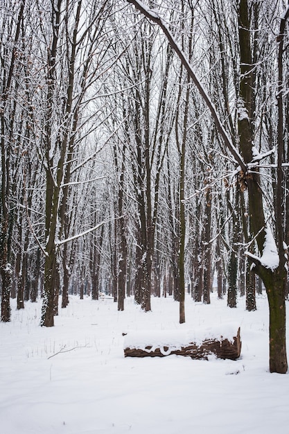 Arbres couverts de neige dans la forêt en hiver