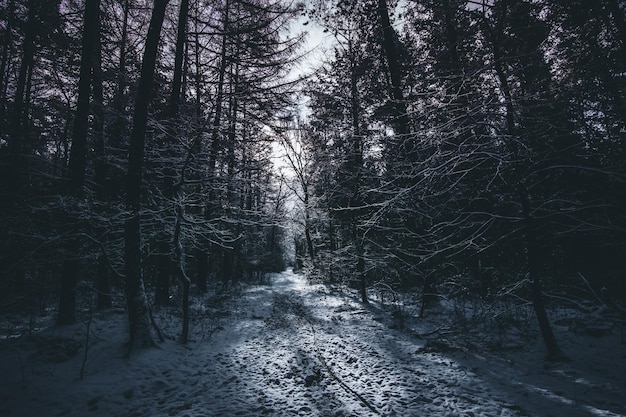 Des arbres couverts de neige dans la forêt pendant l'hiver