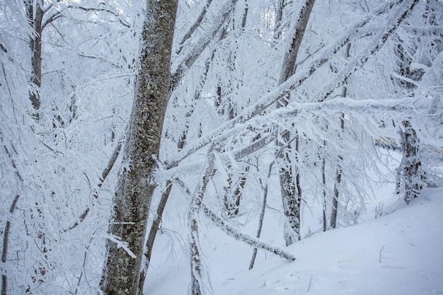 Arbres couverts de neige dans la forêt de Sabaduri, paysage d'hiver. Géorgie