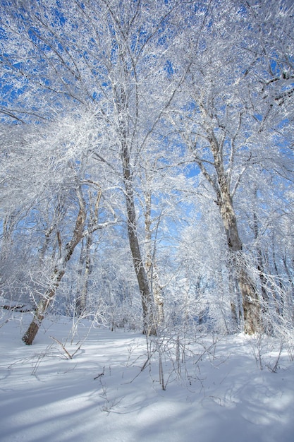 Arbres couverts de neige dans la forêt de Sabaduri, paysage d'hiver. Géorgie