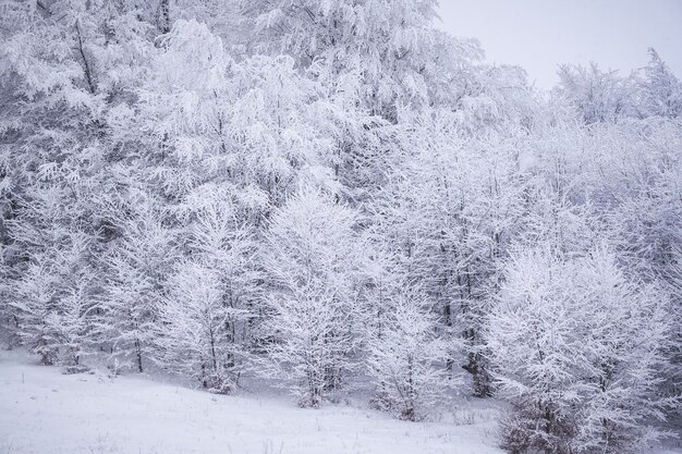 Des arbres couverts de neige dans la forêt