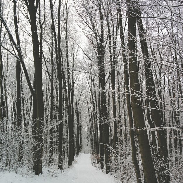 Photo des arbres couverts de neige dans la forêt