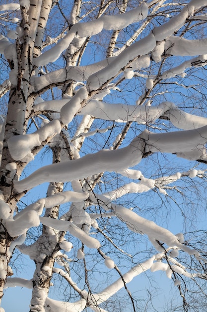 arbres couverts de neige dans la forêt