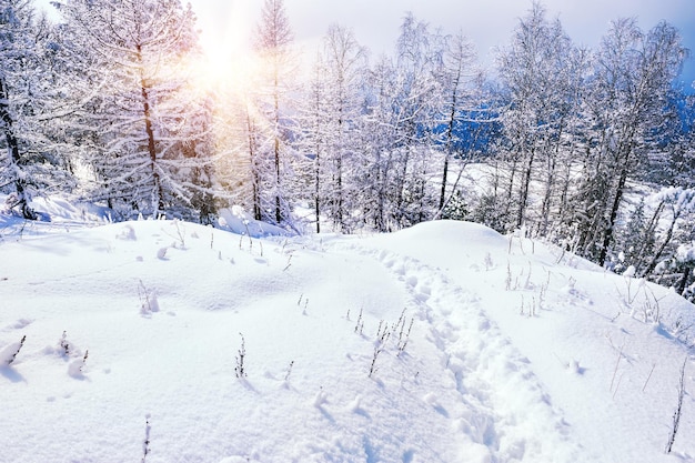 Arbres couverts de neige dans les montagnes au coucher du soleil. Beau paysage d'hiver. Forêt d'hiver. Effet tonifiant créatif