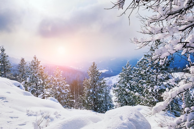 Arbres couverts de neige dans les montagnes au coucher du soleil. Beau paysage d'hiver. Forêt d'hiver. Effet tonifiant créatif