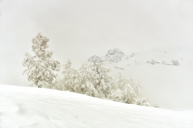 arbres couverts de neige dans les montagnes