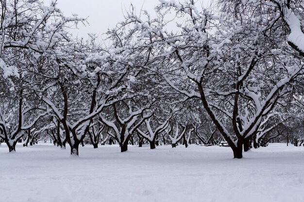 Arbres couverts de neige dans le parc. Fond d'hiver.