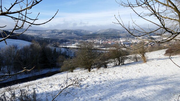 Des arbres couverts de neige dans le parc