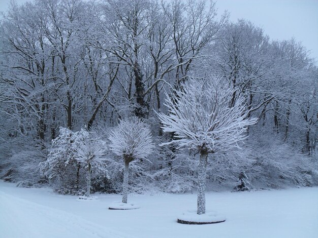 Photo des arbres couverts de neige dans le paysage