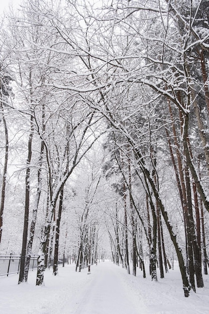 Arbres couverts de neige en forêt