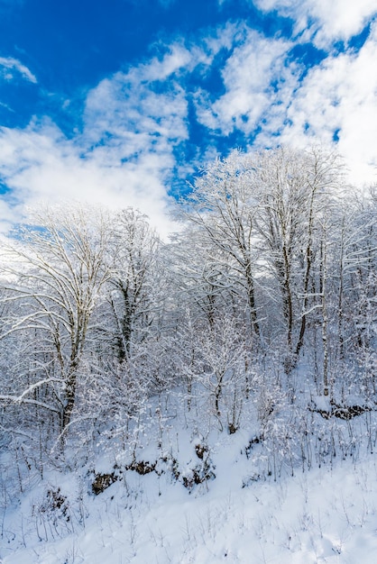 Photo arbres couverts de neige d'hiver dans les montagnes
