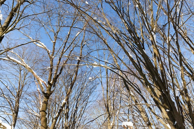 Arbres couverts de neige en hiver