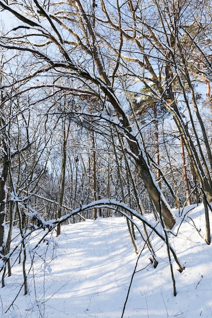 Arbres couverts de neige en hiver