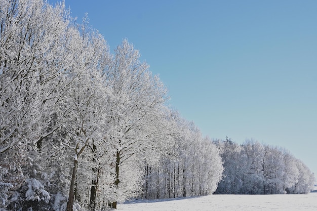 Arbres couverts de neige en hiver