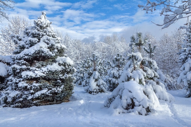 Arbres couverts de neige le jour d'hiver ensoleillé