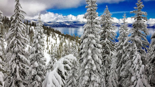 Photo arbres couverts de neige sur le lac tahoe