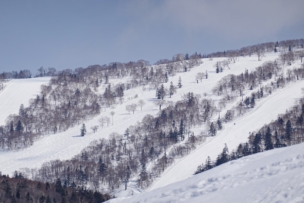 Arbres couverts de neige sur les montagnes de neige d'hiver.