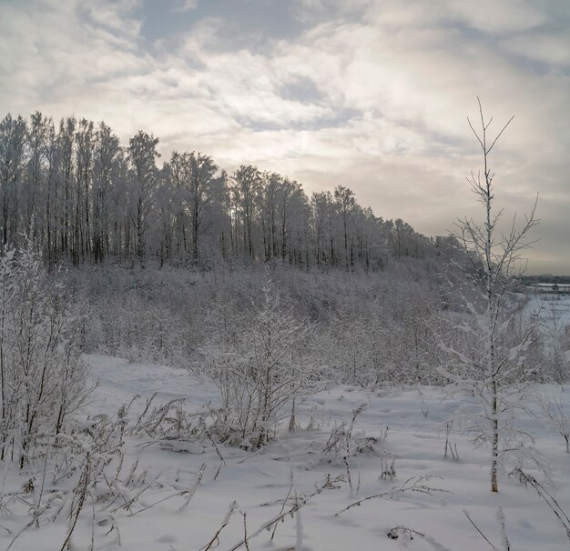 Arbres couverts de neige. Paysage d'hiver. Région de Leningrad.