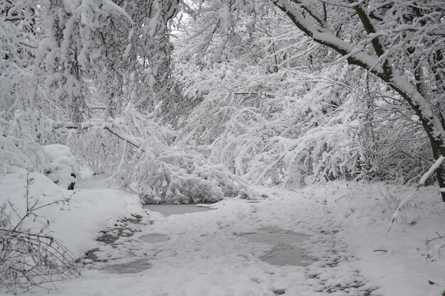 Les arbres couverts de neige plante la forêt en hiver