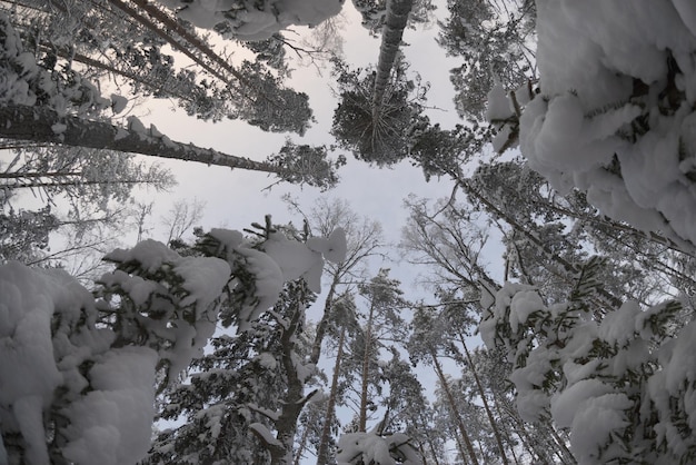 Arbres couverts de neige. Vue de dessous