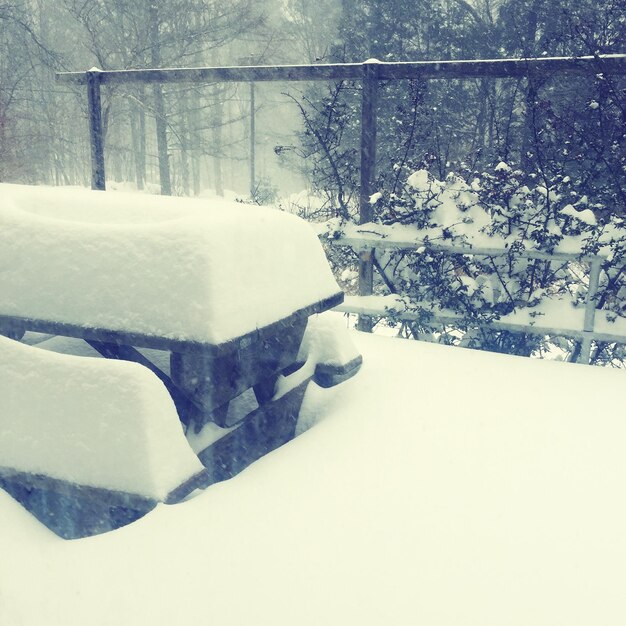 Photo des arbres couverts de neige