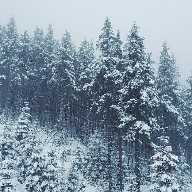 Des arbres couverts de neige