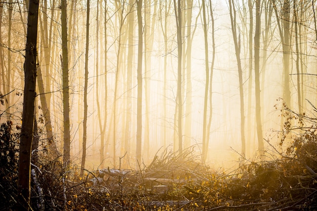 Arbres dans les bois dans le brouillard du matin pendant le lever du soleil