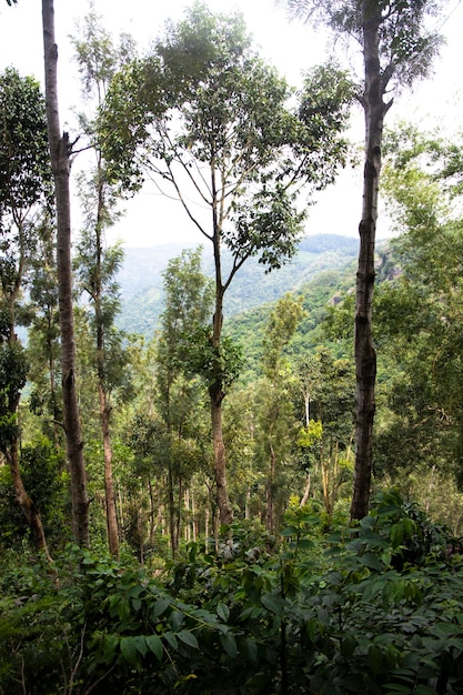 Photo arbres dans les bois de montagne