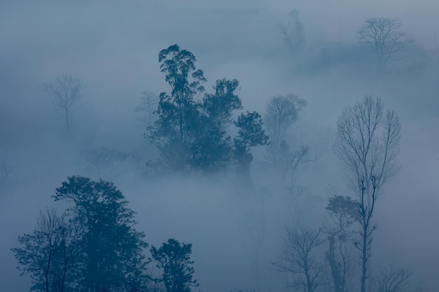 Arbres dans le brouillard au sommet de la colline