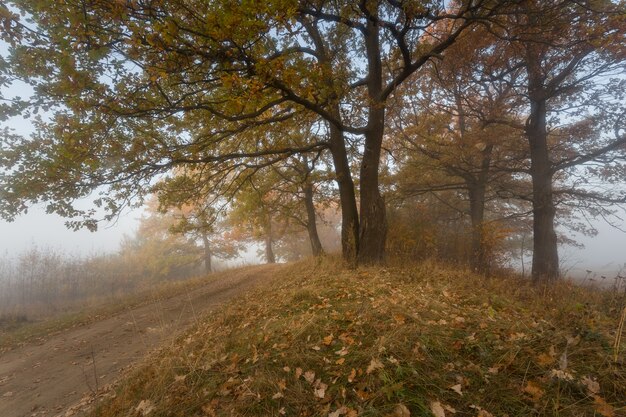 Arbres dans le brouillard. congé d'automne