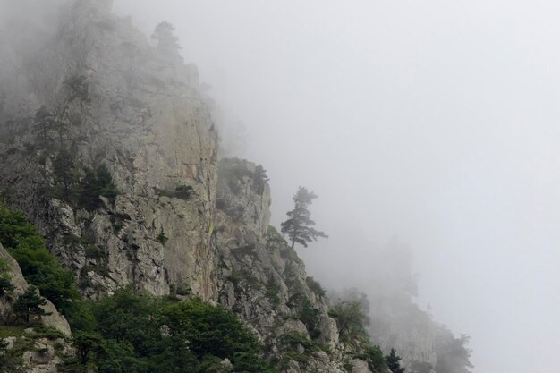 Arbres dans le brouillard sur les falaises