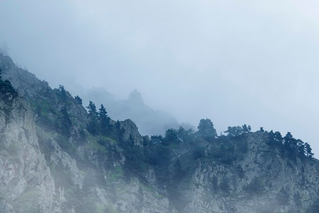 Arbres dans le brouillard sur les falaises