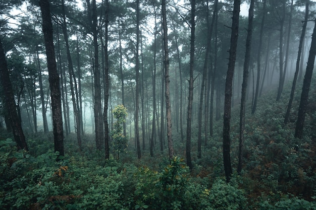 Arbres dans le brouillard, forêt de paysage sauvage avec des pins