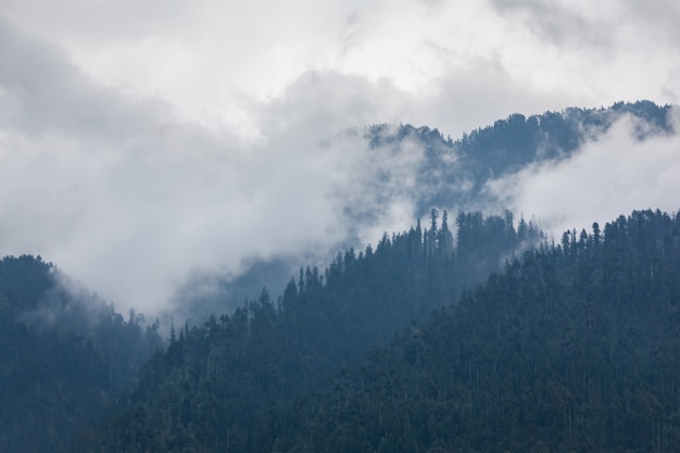 Photo des arbres dans le brouillard