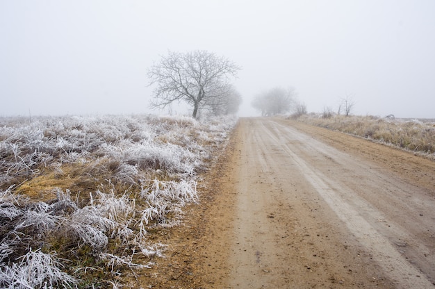 Arbres dans une brume brumeuse