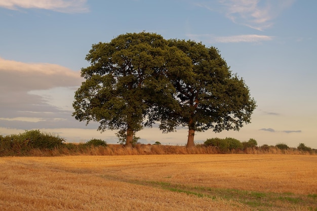 Arbres dans un champ jaune