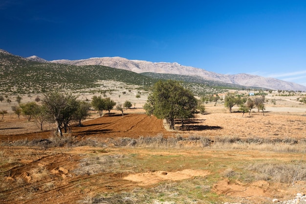 Arbres dans un champ, montagnes du Taurus, Turquie