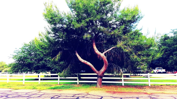 Photo des arbres dans le champ