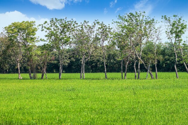 Arbres dans les champs d&#39;herbe verte