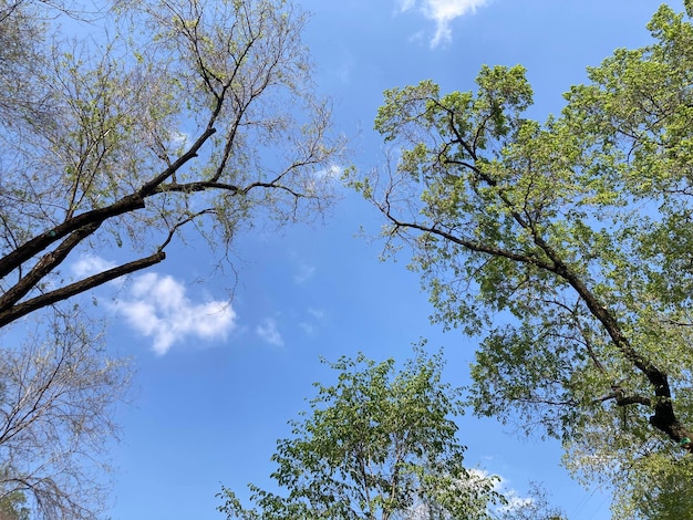 Arbres dans le ciel avec le ciel en arrière-plan