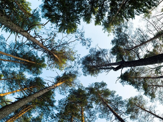 Des arbres dans le ciel