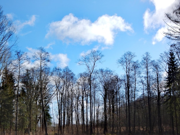 Arbres dans le ciel