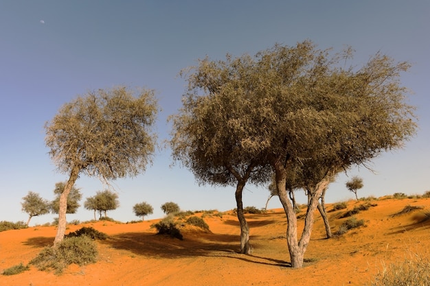 Arbres dans un désert par une journée ensoleillée.